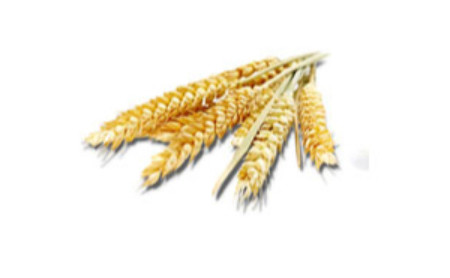 PANIFICAZIONE